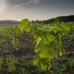 Untitled 4980 150x150