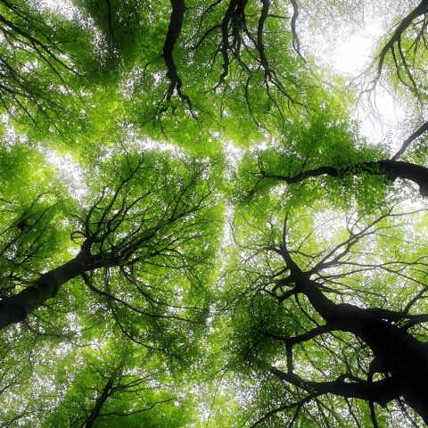 Kapiele Lesne 480x480