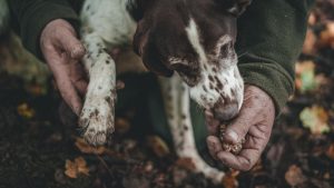 pies wąchający truflę trzymaną w męskiej dłoni