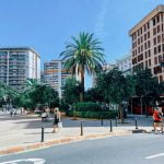 palma rosnąca na placu miejskim w Walencji