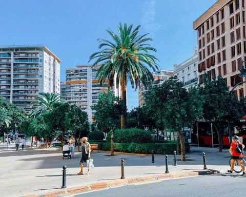 palma rosnąca na placu miejskim w Walencji