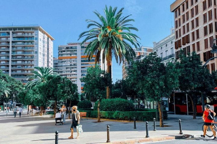 palma rosnąca na placu miejskim w Walencji