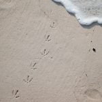 ślady mewy na plaży