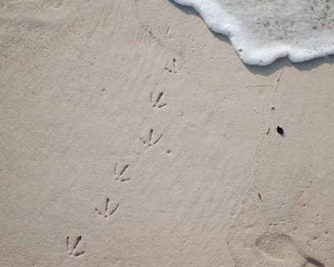 ślady mewy na plaży