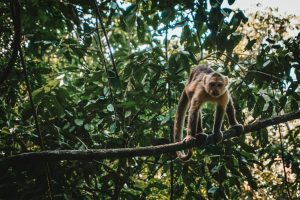 tayrona, kolumbia