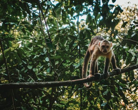 tayrona, kolumbia
