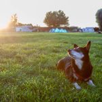 podróżowanie z psem