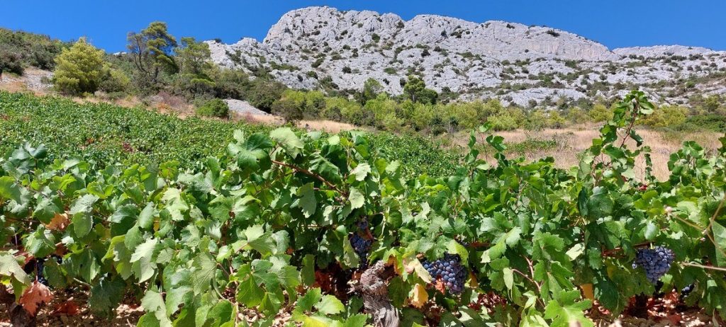 Winnice Na Zboczach Swietego Mikolaja 1 1 1024x462