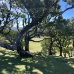 lasy laurowe. madera