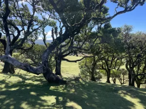 lasy laurowe. madera