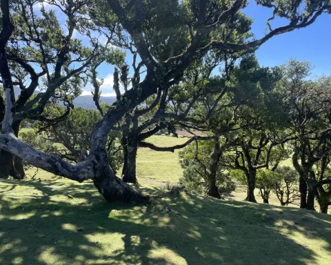 lasy laurowe. madera