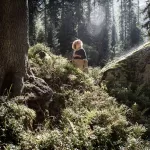 110637677 3604124182935632 22448