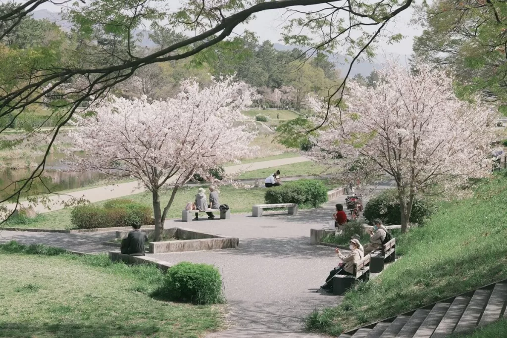 japonia kwitnące wiśnie