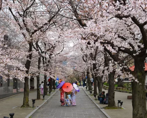 japonia, kwitnące wiśnie