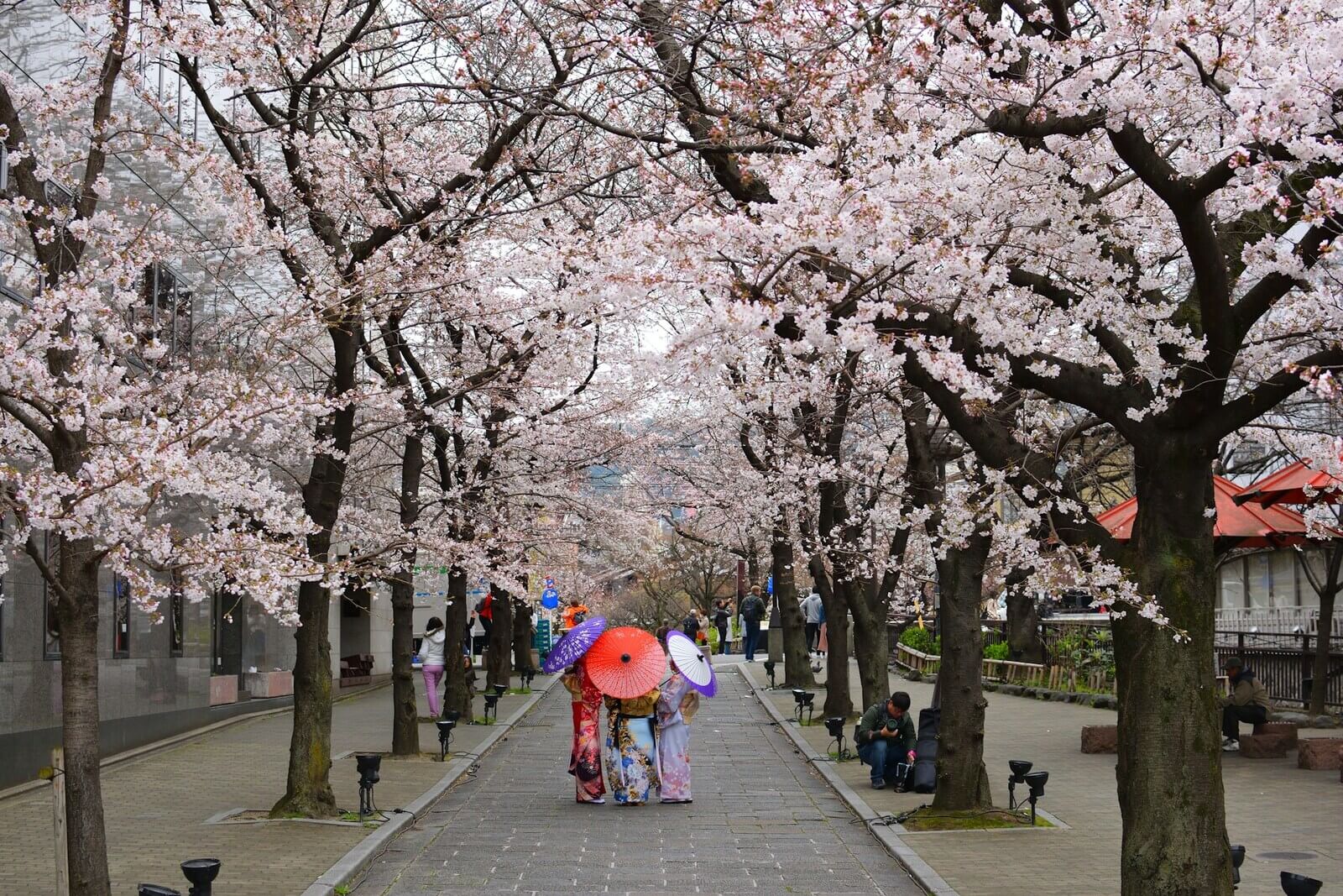 japonia, kwitnące wiśnie