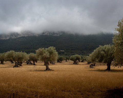 oliwa