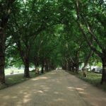 szczecin aleja platanów