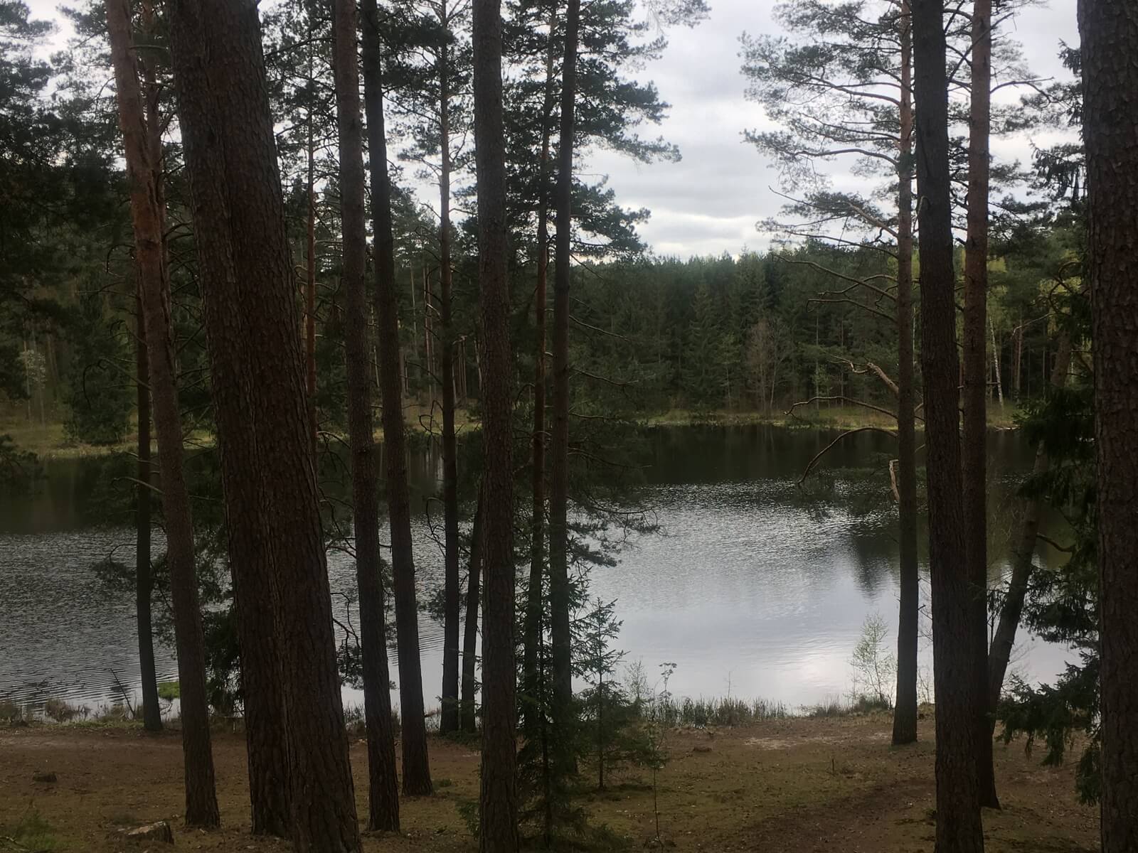 kąpiele leśne