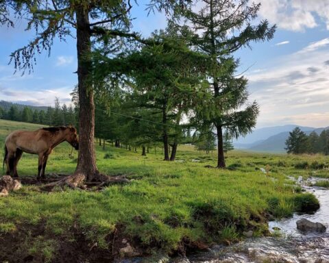 mongolia