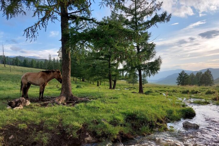 mongolia