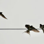 portugalia jaskółki