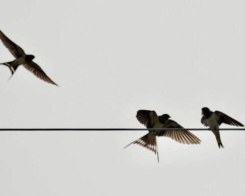 portugalia jaskółki