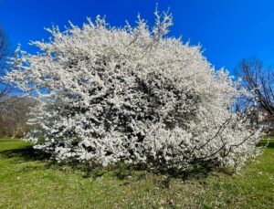 hanami
