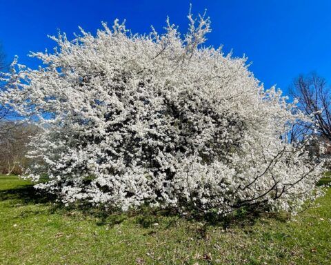 hanami