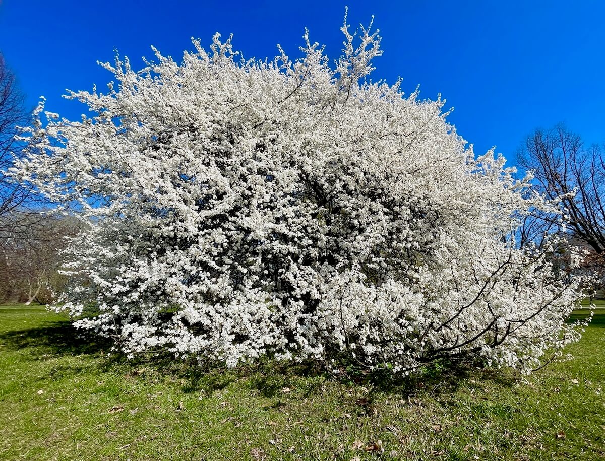 hanami