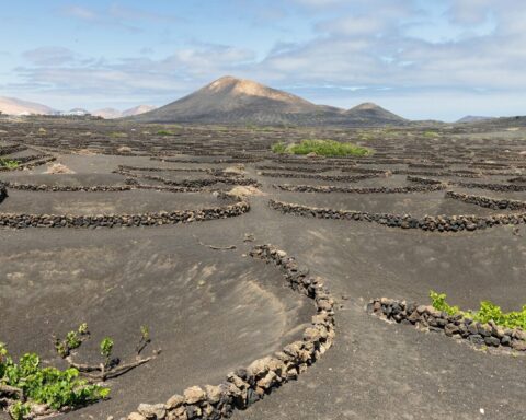 lanzarote wino