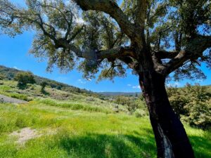 alentejo