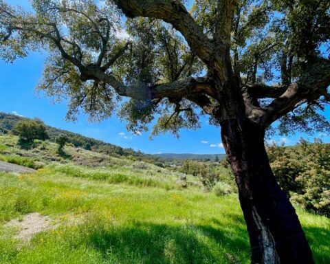 alentejo
