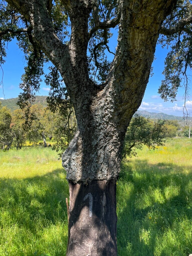 ścieżka przemytników, Alentejo