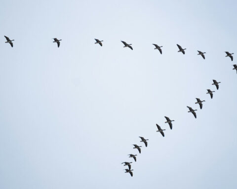 Thanh Nguyen Bvc0g9owYG0 Unsplash 1 1 480x384