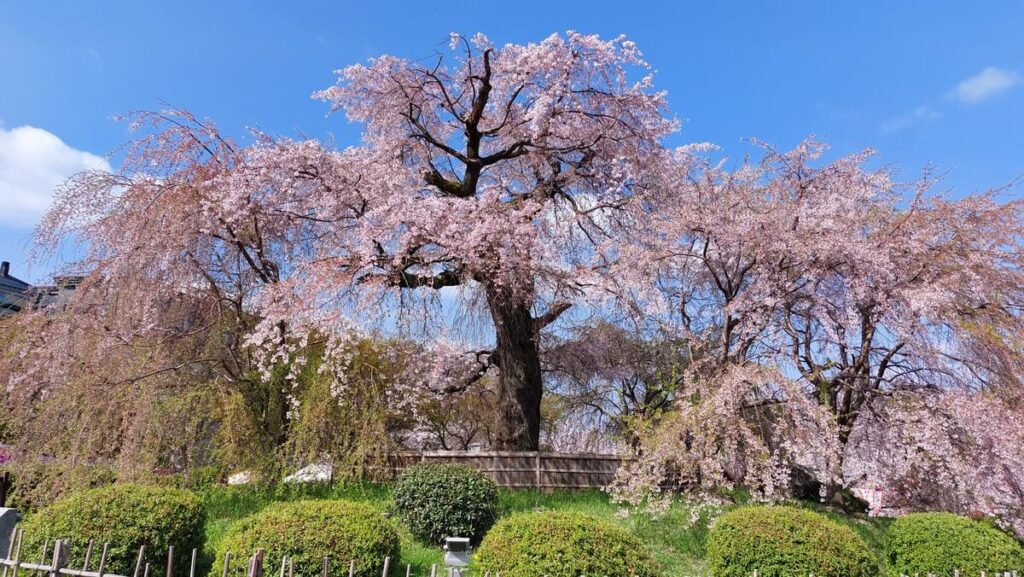 japonia sakura