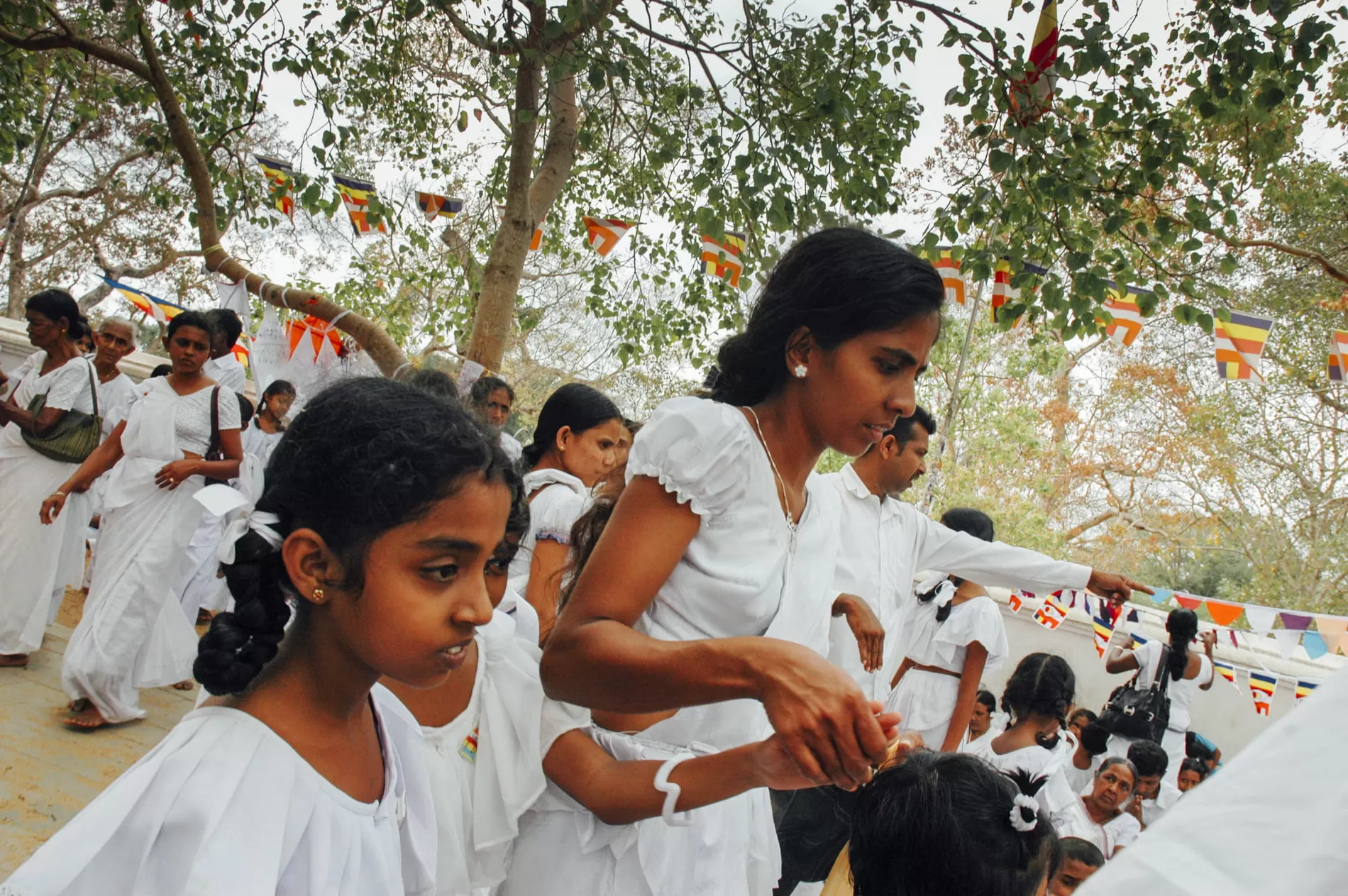 Najstarsze drzewo na świecie