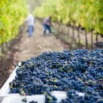 Lasseter Winery AsG1QSDvb4g Unsplash