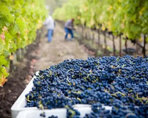 Lasseter Winery AsG1QSDvb4g Unsplash