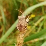 Nature Insect Lawn At The Court Of Leaf Animals