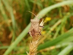 Nature Insect Lawn At The Court Of Leaf Animals