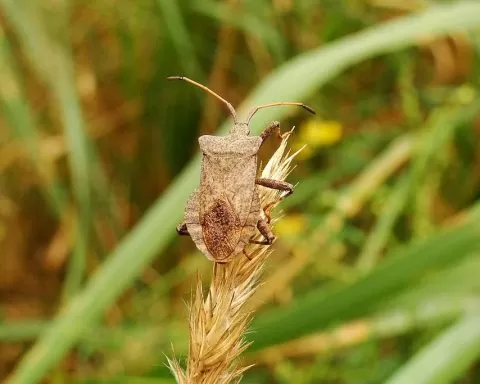 Nature Insect Lawn At The Court Of Leaf Animals