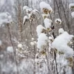 śnieg na roślinach