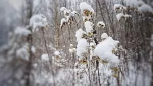 śnieg na roślinach