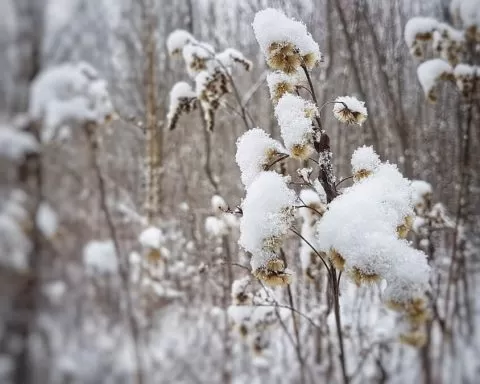 śnieg na roślinach