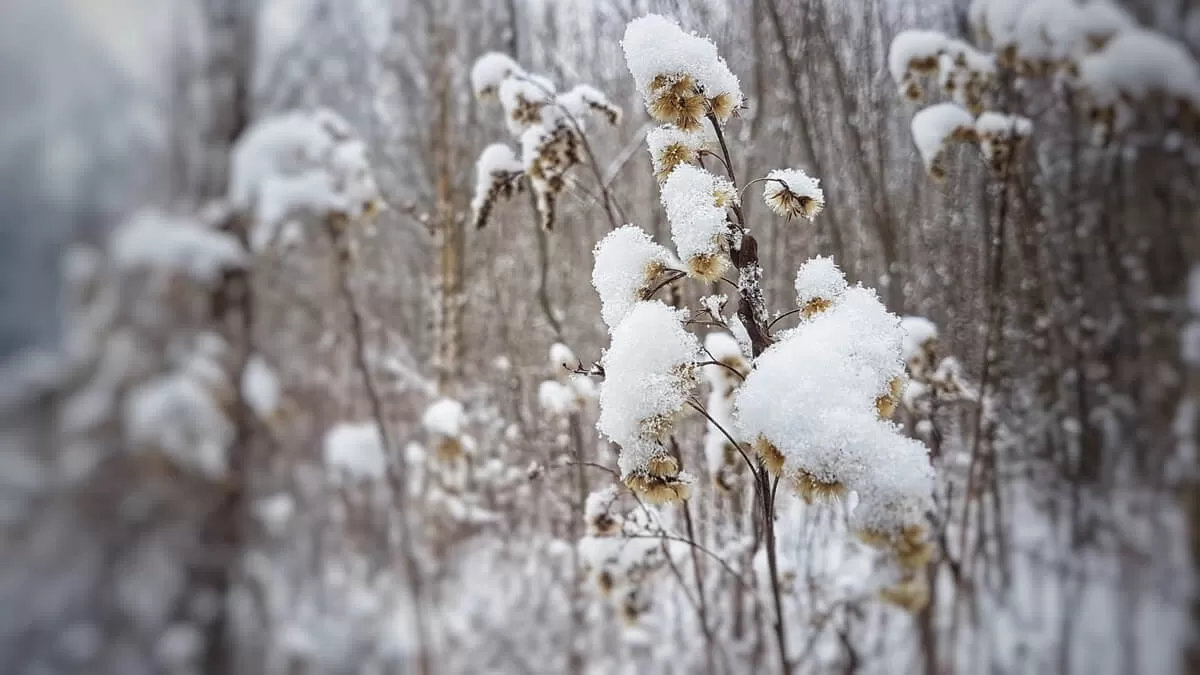 śnieg na roślinach