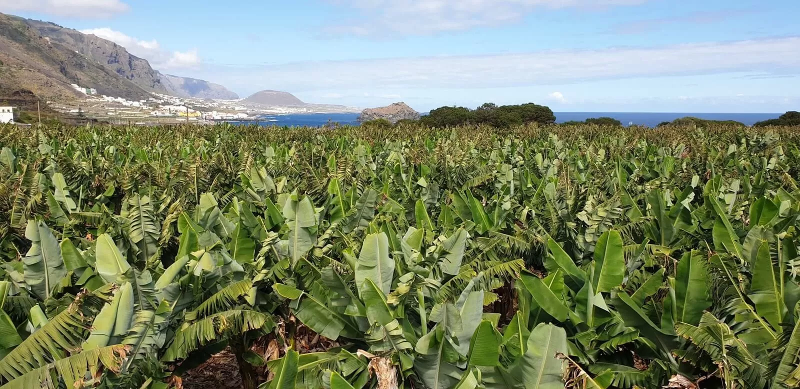 plantacja bananów na wyspie Teneryfa