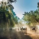 konie biegnące po padoku