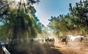konie biegnące po padoku