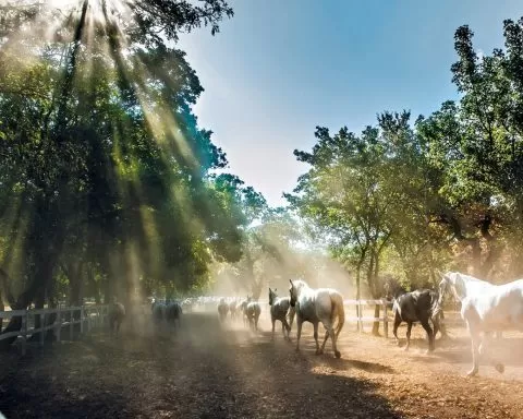 konie biegnące po padoku