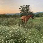 koń stojący na łące